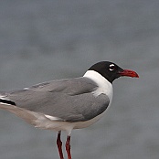 Laughing Gull, South Padre Island, Texas